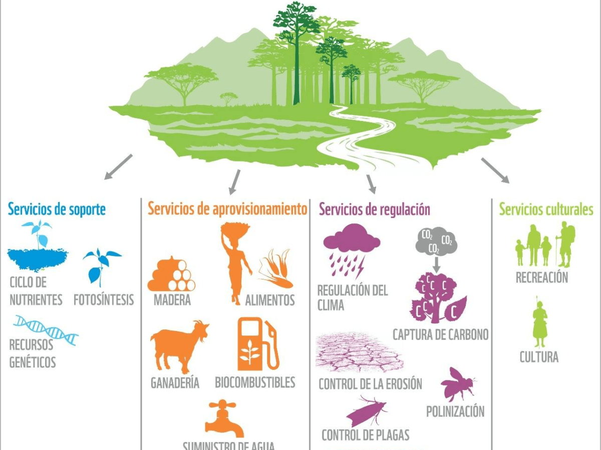 DERECHO A LA CIUDAD Y ACCESO DESIGUAL A LOS SERVICIOS&nbsp;ECOSISTÉMICOS.